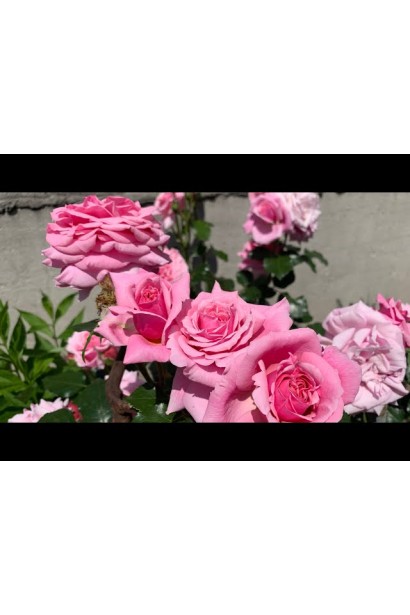 Масивне квітіння троянди Алоха у червні